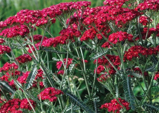 A Surrey family garden