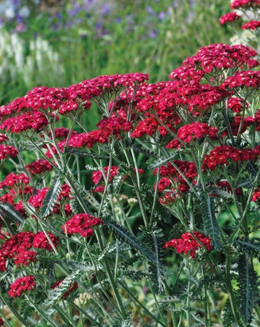 Achillea Millefolium Red Velvet.
