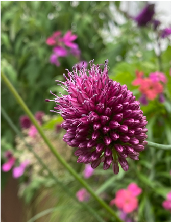 Allium Sphaerocephalon.