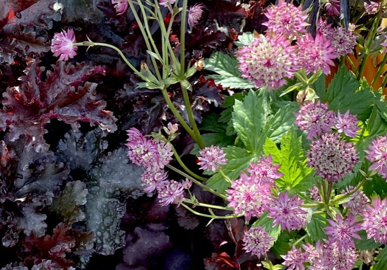 Astrantia Heuchera.