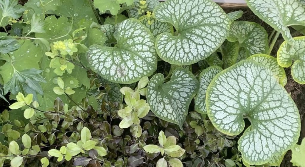 Brunnera Pittosporum.