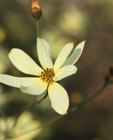 Coreopsis Verticillata Moonbeam.