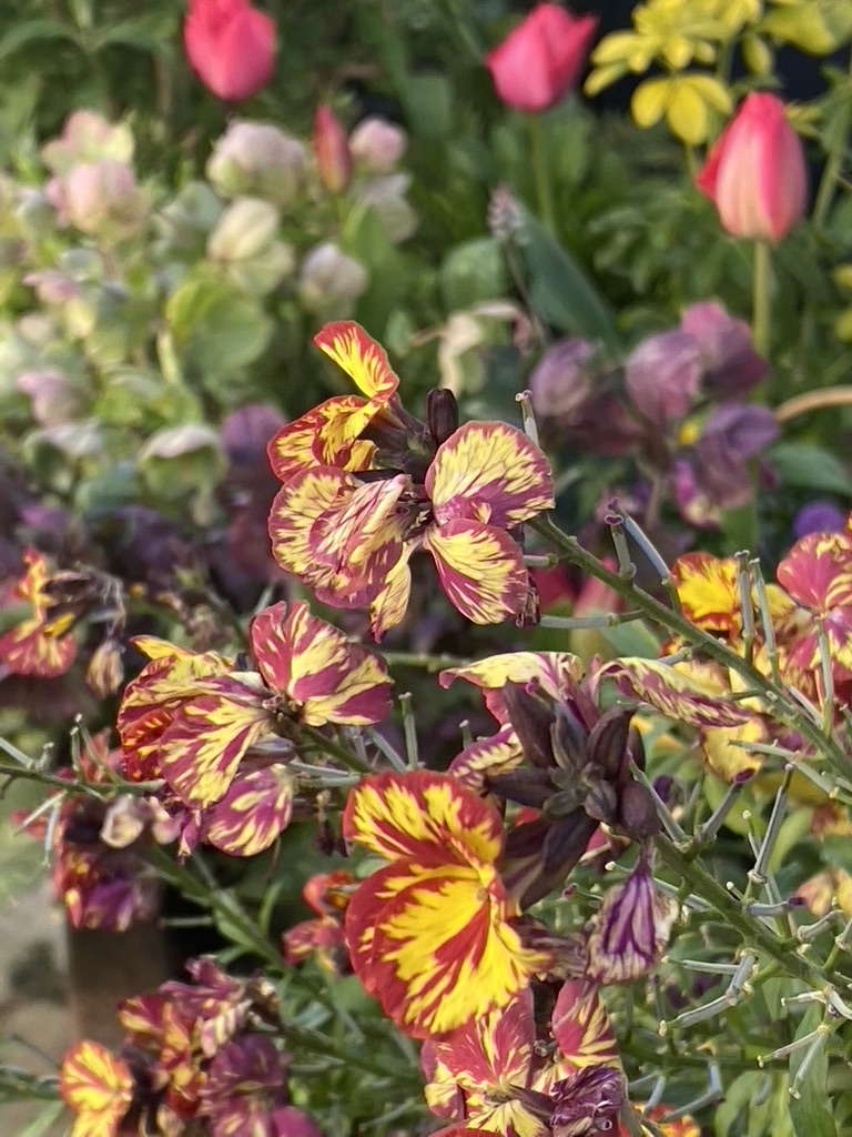 Erysimum.