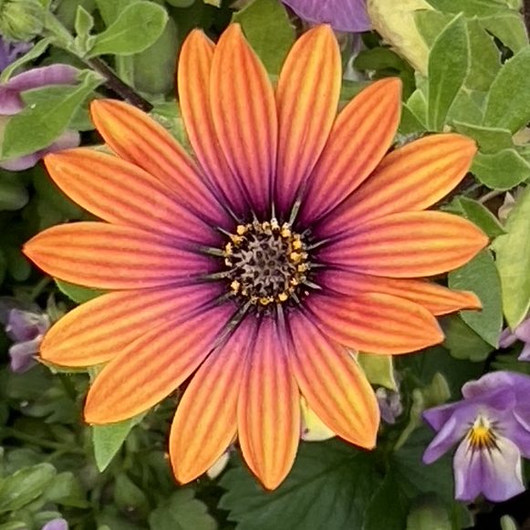 Osteospermum.