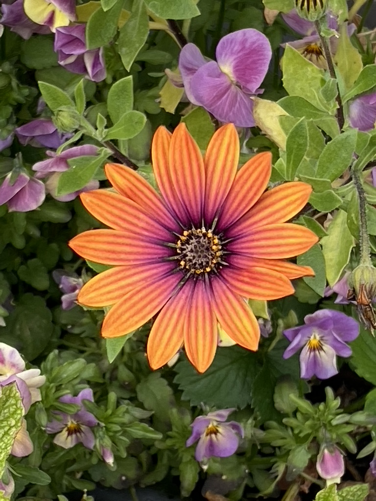 Osteospermum.
