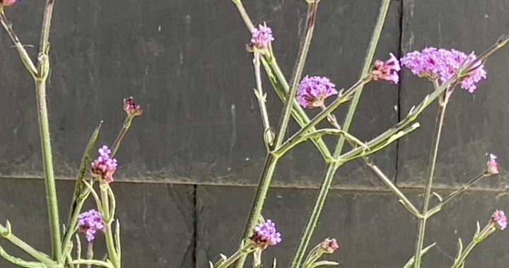 Whitstable courtyard