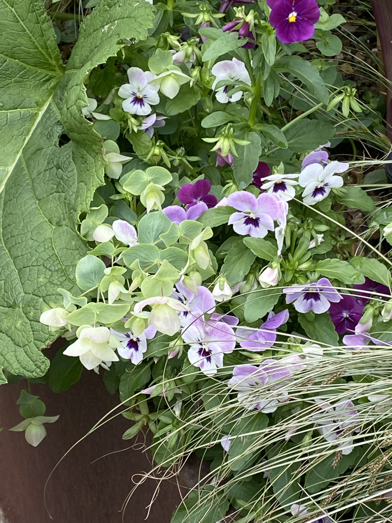 Violas.